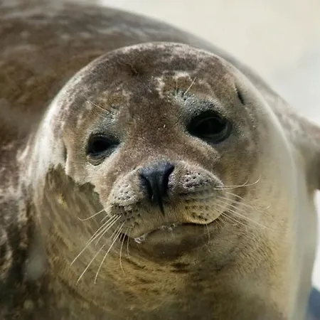 بيت للعطل Schwemm Comfortable *