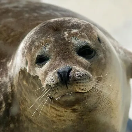 Schwemm Comfortable *